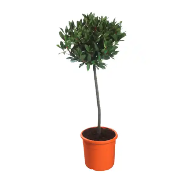 Bild 2 von GARDENLINE Mediterranes Stämmchen