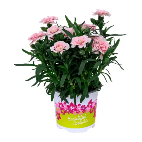 Bild 4 von GARDENLINE Nelken