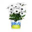 Bild 4 von GARDENLINE Kapmargeriten