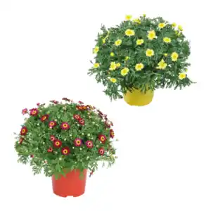 GARDENLINE Margeritenbusch