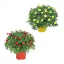 Bild 1 von GARDENLINE Margeritenbusch