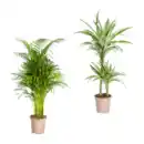 Bild 1 von GARDENLINE Grünpflanze