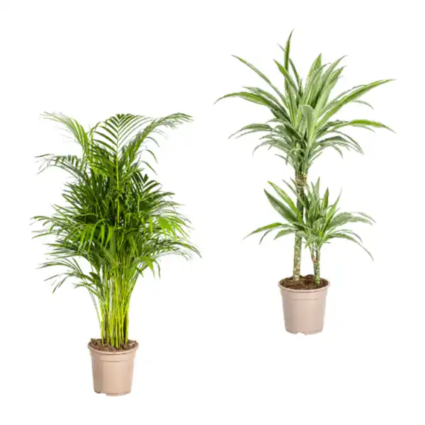 Bild 1 von GARDENLINE Grünpflanze