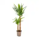 Bild 2 von GARDENLINE Grünpflanze