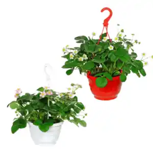 GARDENLINE Erdbeerampel