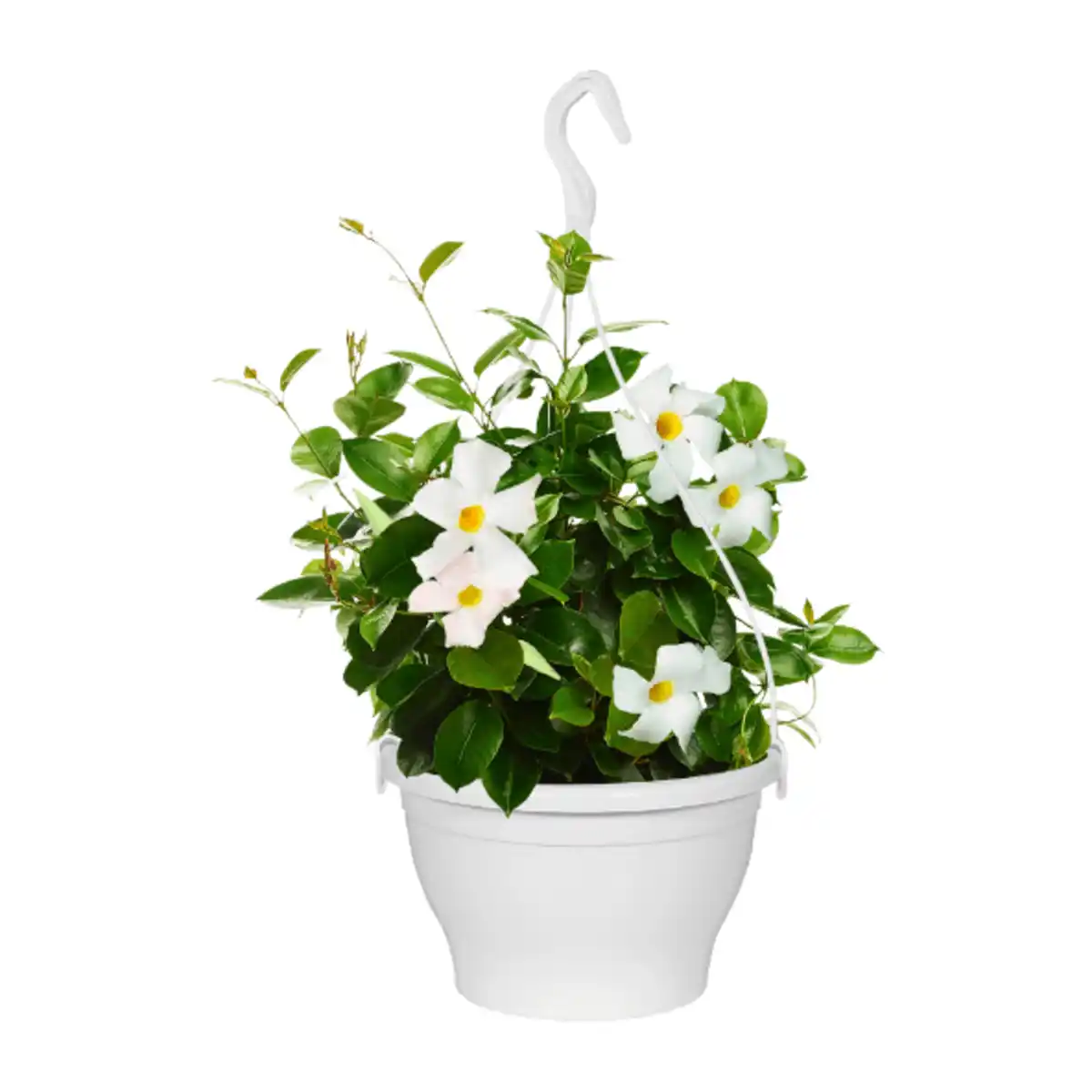 Bild 2 von GARDENLINE Dipladenia-Ampel