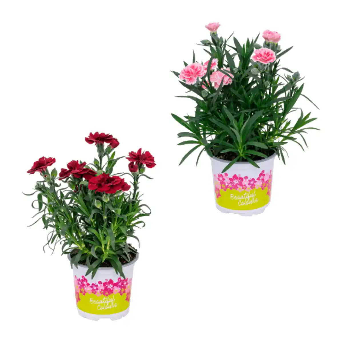 Bild 1 von GARDENLINE Nelken