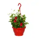 Bild 4 von GARDENLINE Dipladenia-Ampel