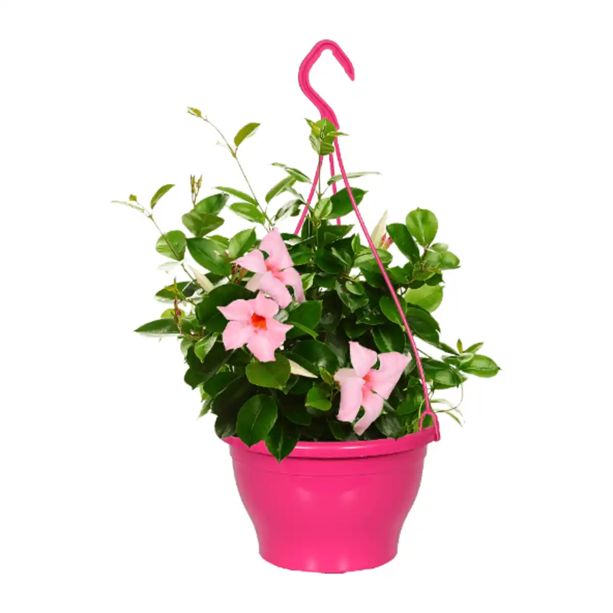 Bild 3 von GARDENLINE Dipladenia-Ampel