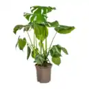Bild 3 von GARDENLINE Grünpflanze