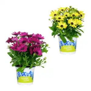 GARDENLINE Kapmargeriten