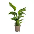 Bild 4 von GARDENLINE Grünpflanze