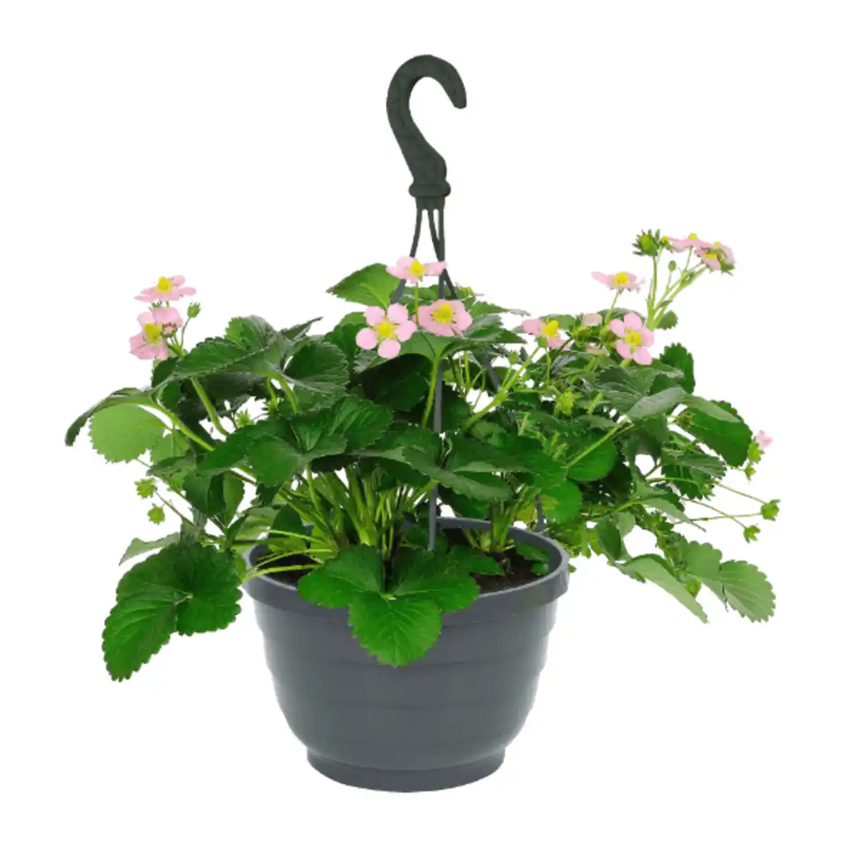 Bild 3 von GARDENLINE Erdbeerampel