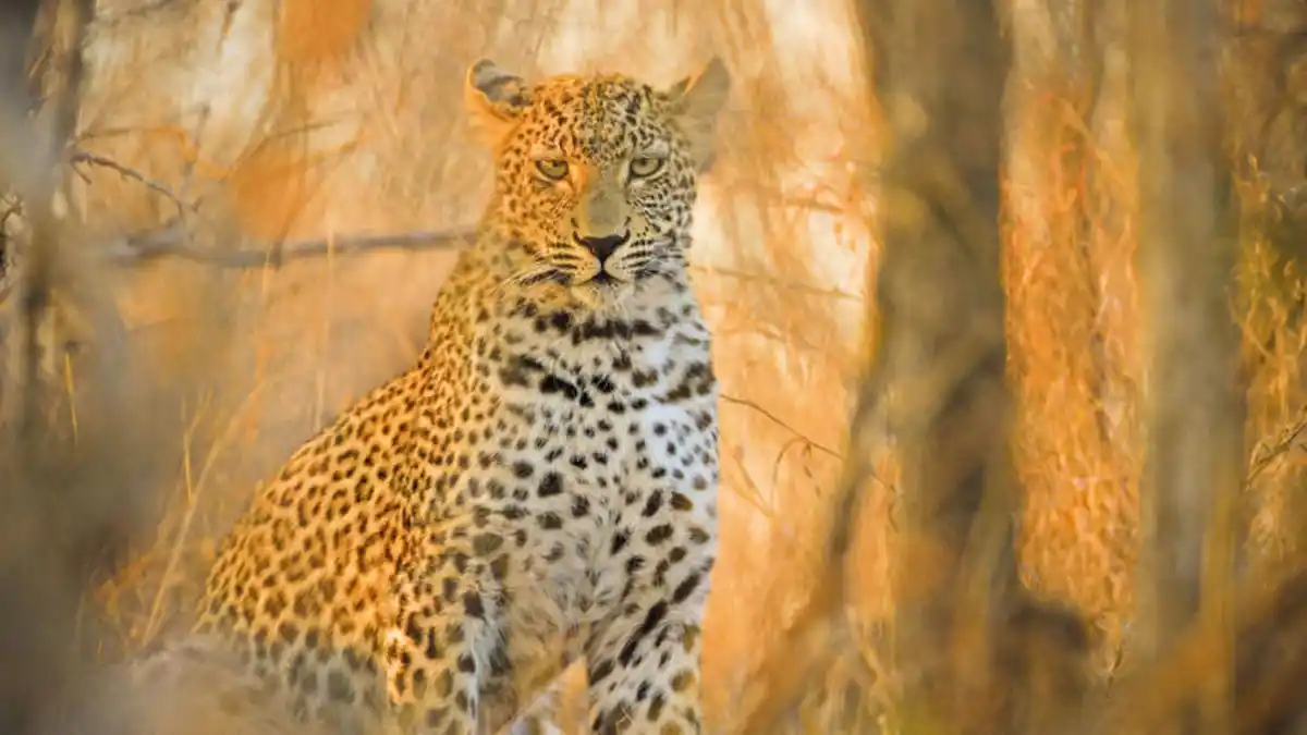 Bild 1 von Rundreisen Südafrika: Safari, Küstenstraßen & Kapstadts Charme