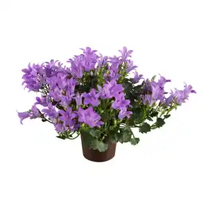 toom Glockenblume 'Get mee' verschiedene Farben 11 cm Topf