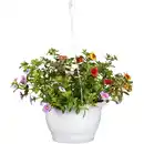 Bild 1 von toom Petunie Trio 27 cm Wasserspeicher-Ampeltopf