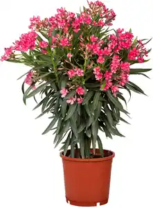 Oleander Busch Nerium Oleander H ca 60-100 cm 25 cm Topf