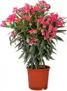 Bild 1 von Oleander Busch Nerium Oleander H ca 60-100 cm 25 cm Topf
