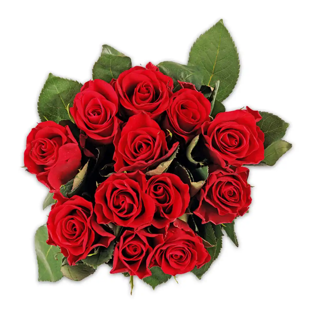 Bild 3 von Premium Floristenrosen