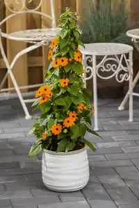 Schwarzäugige Susanne Pyramide H ca. 65 cm 19 cm Topf