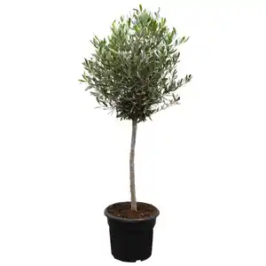 toom Olive 80 cm, 19 cm Topf