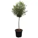 Bild 1 von toom Olive 80 cm, 19 cm Topf
