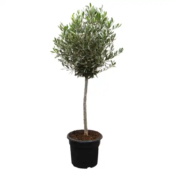Bild 1 von toom Olive 80 cm, 19 cm Topf