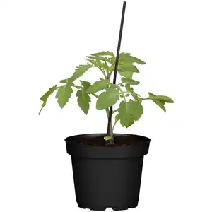 toom Tomate verschiedene Sorten veredelt 12 cm Topf