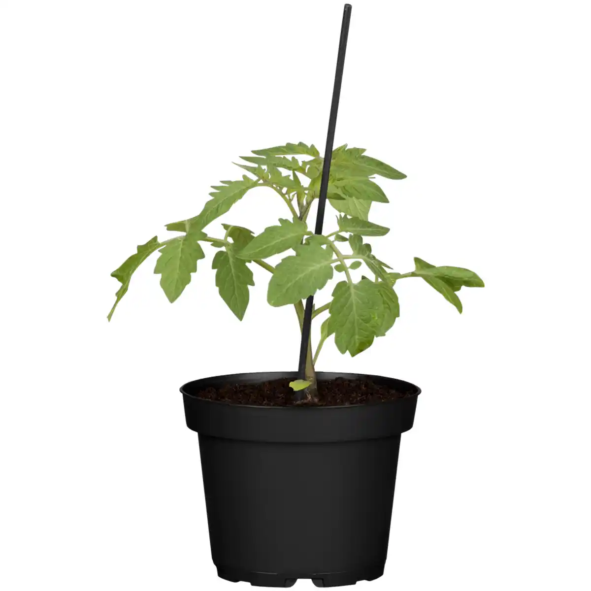 Bild 1 von toom Tomate verschiedene Sorten veredelt 12 cm Topf