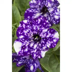 toom Petunie 'Sky' verschiedene Farben 12 cm Topf