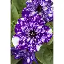 Bild 1 von toom Petunie 'Sky' verschiedene Farben 12 cm Topf