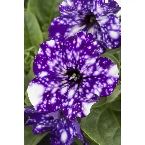 Bild 1 von toom Petunie 'Sky' verschiedene Farben 12 cm Topf