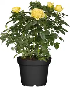 Topfrose verschiedene Farben 13 cm Topf