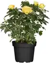 Bild 1 von Topfrose verschiedene Farben 13 cm Topf