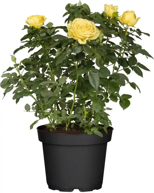 Bild 1 von Topfrose verschiedene Farben 13 cm Topf