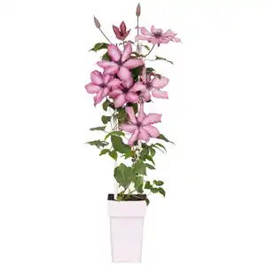 toom Clematis am Spalier rosa 15 cm Topf