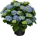 Bild 1 von Hortensien Hydrangea Ø 50 - 60 cm 27 cm Topf