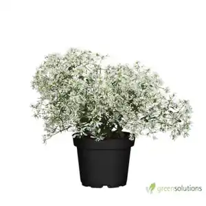 Wolfsmilch Euphorbia Diamond Frost 12 cm Topf