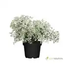 Bild 1 von Wolfsmilch Euphorbia Diamond Frost 12 cm Topf
