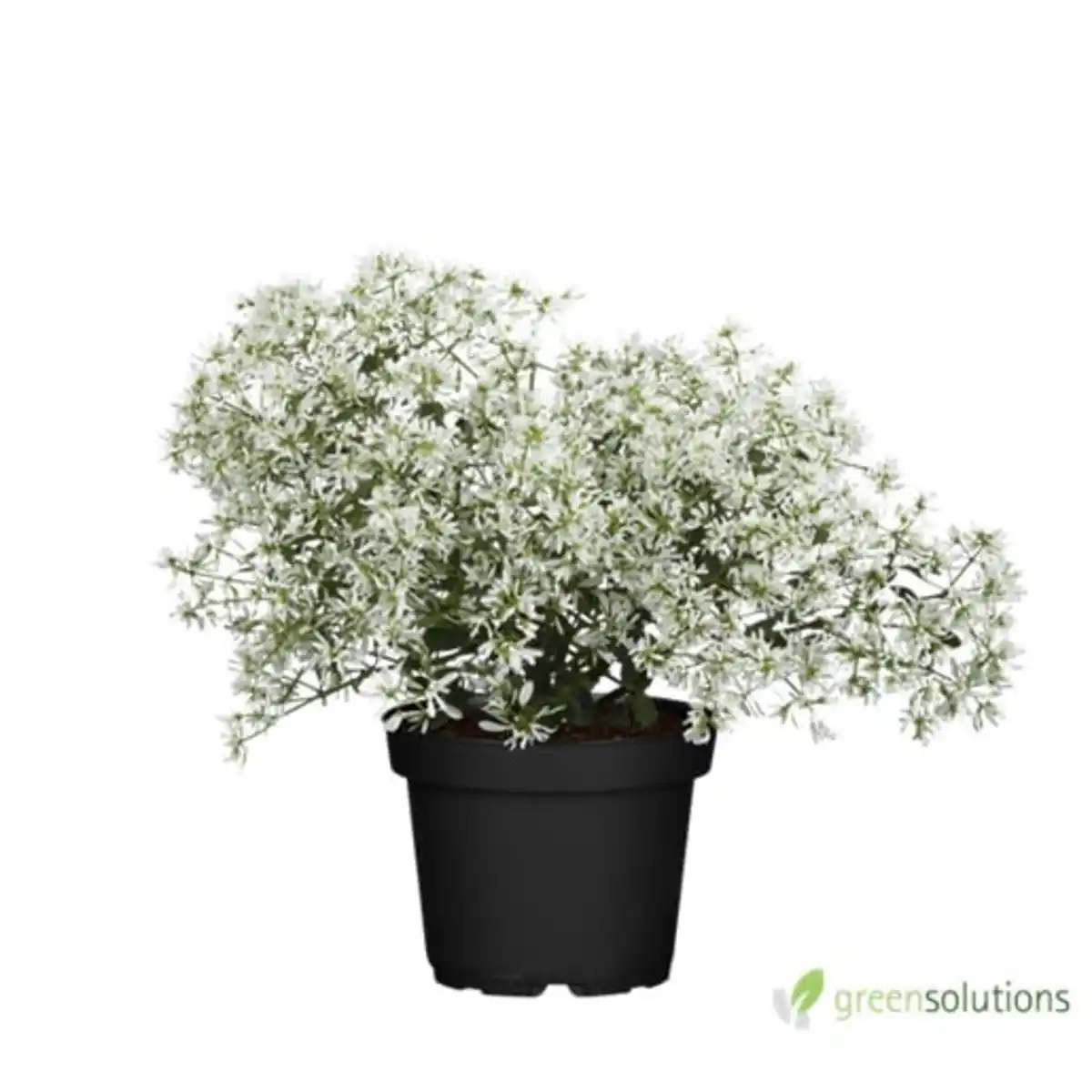 Bild 1 von Wolfsmilch Euphorbia Diamond Frost 12 cm Topf
