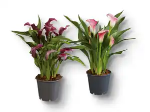 Calla Mix