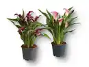 Bild 1 von Calla Mix
