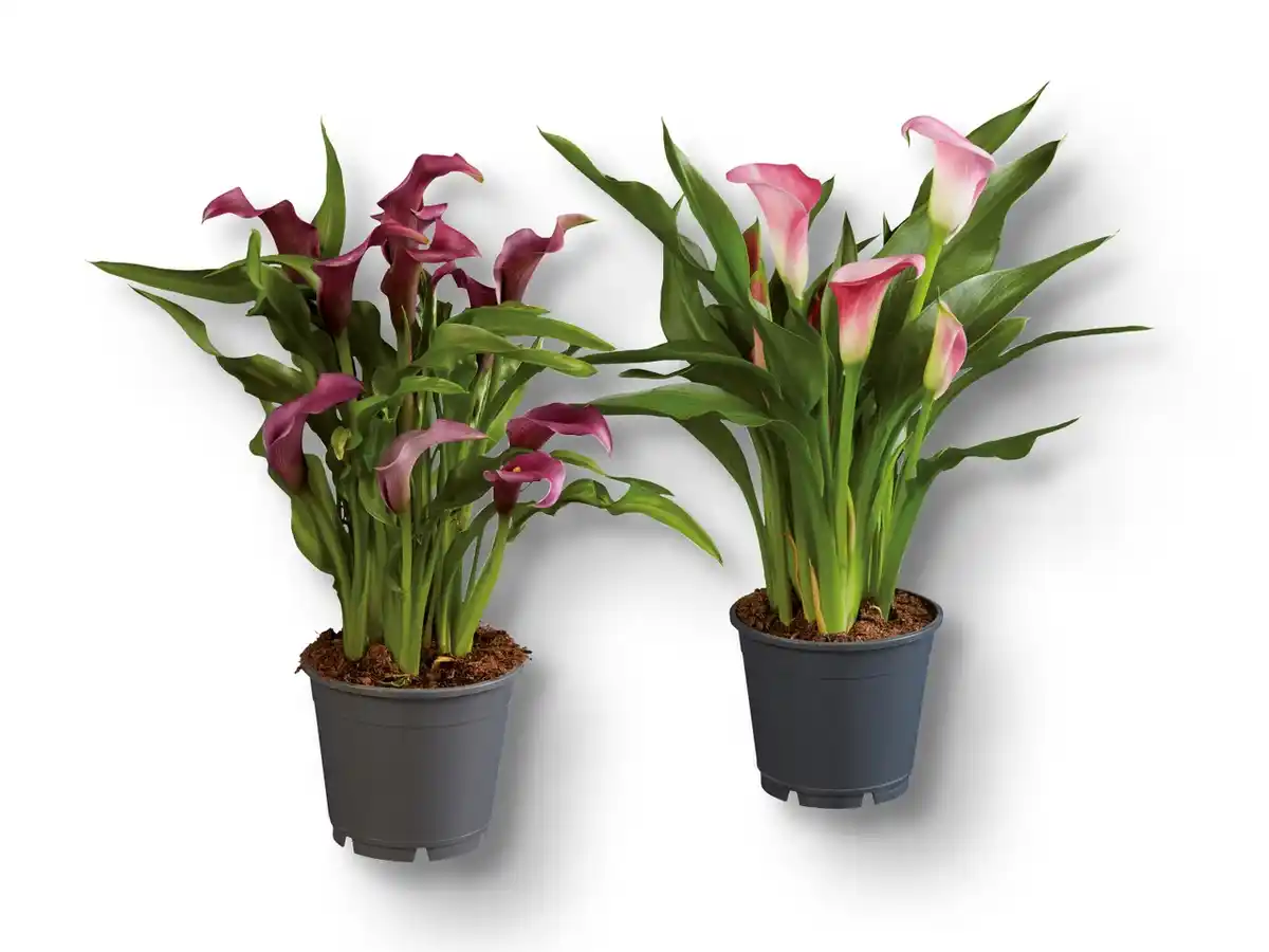 Bild 1 von Calla Mix