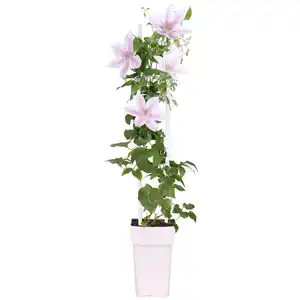 toom Clematis am Spalier weiß 15 cm Topf