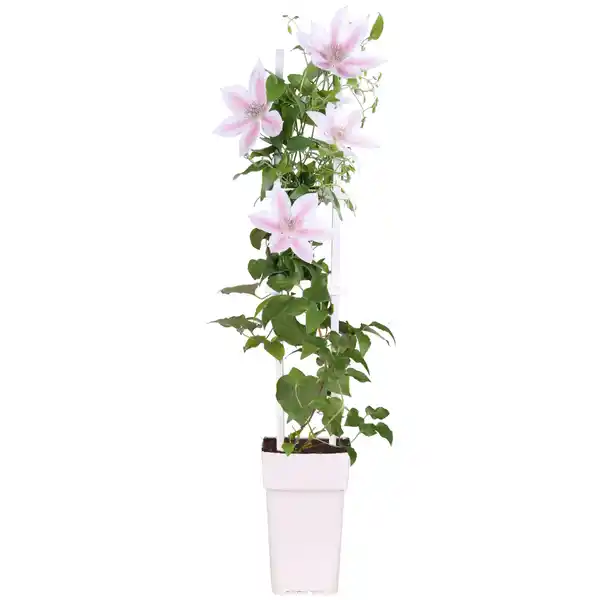 Bild 1 von toom Clematis am Spalier weiß 15 cm Topf