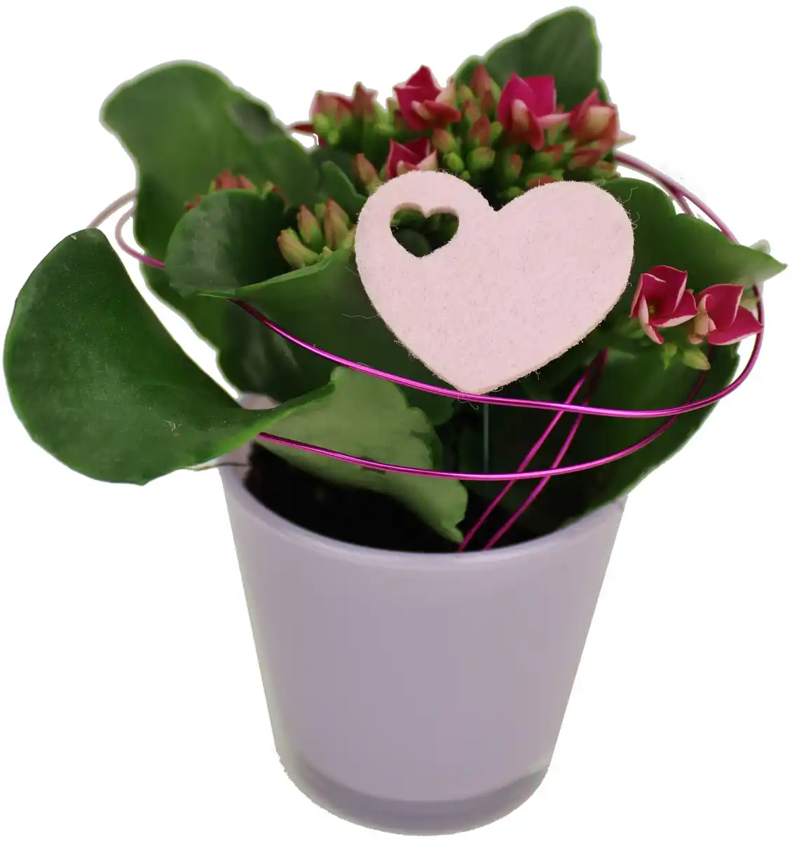 Bild 1 von Bepflanztes Arrangement zu Muttertag im Glastopf 7 cm