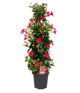 Dipladenie Mandevilla Pyramide H ca 90 cm 20 cm Topf