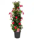 Bild 1 von Dipladenie Mandevilla Pyramide H ca 90 cm 20 cm Topf