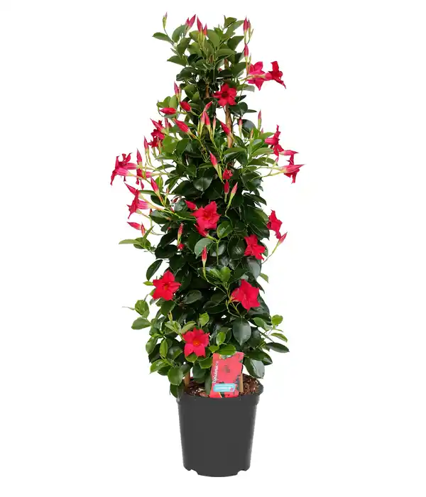 Bild 1 von Dipladenie Mandevilla Pyramide H ca 90 cm 20 cm Topf