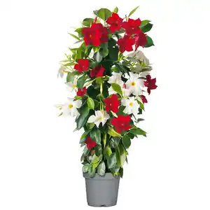 Dipladenia verschiedene Formen 19 cm Topf